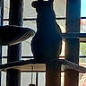 cat, silhouette, cat_tree, window, indoor, pet, feline, toy, hanging_toy, shadow, backlight, animal, household, cozy, quiet, resting, perch, furniture, daylight, home