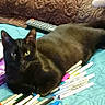 black_cat, cat, heterochromia, markers, remote_control, quilt, blue_quilt, brown_cushion, indoor, pet, feline, curious, lying_down, colorful_markers, stationery, close_up, domestic_animal, resting, table_items, animal