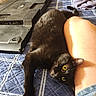 Salem is registered to the contest to win money with this photo: bed, black_cat, blanket, blue_bedspread, cat, cozy, denim_shorts, electronic_device, furniture, indoor, knee, monitor, paw, person, pet, relaxed, room, stretching, tv, yellow_eyes