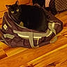 black_cat, cat, duffel_bag, purple_bag, wooden_floor, pet, indoor, furniture, drawer, curious, animal, domestic_cat, yellow_eyes, cozy, sitting, looking, flooring, zipper, ear, whiskers