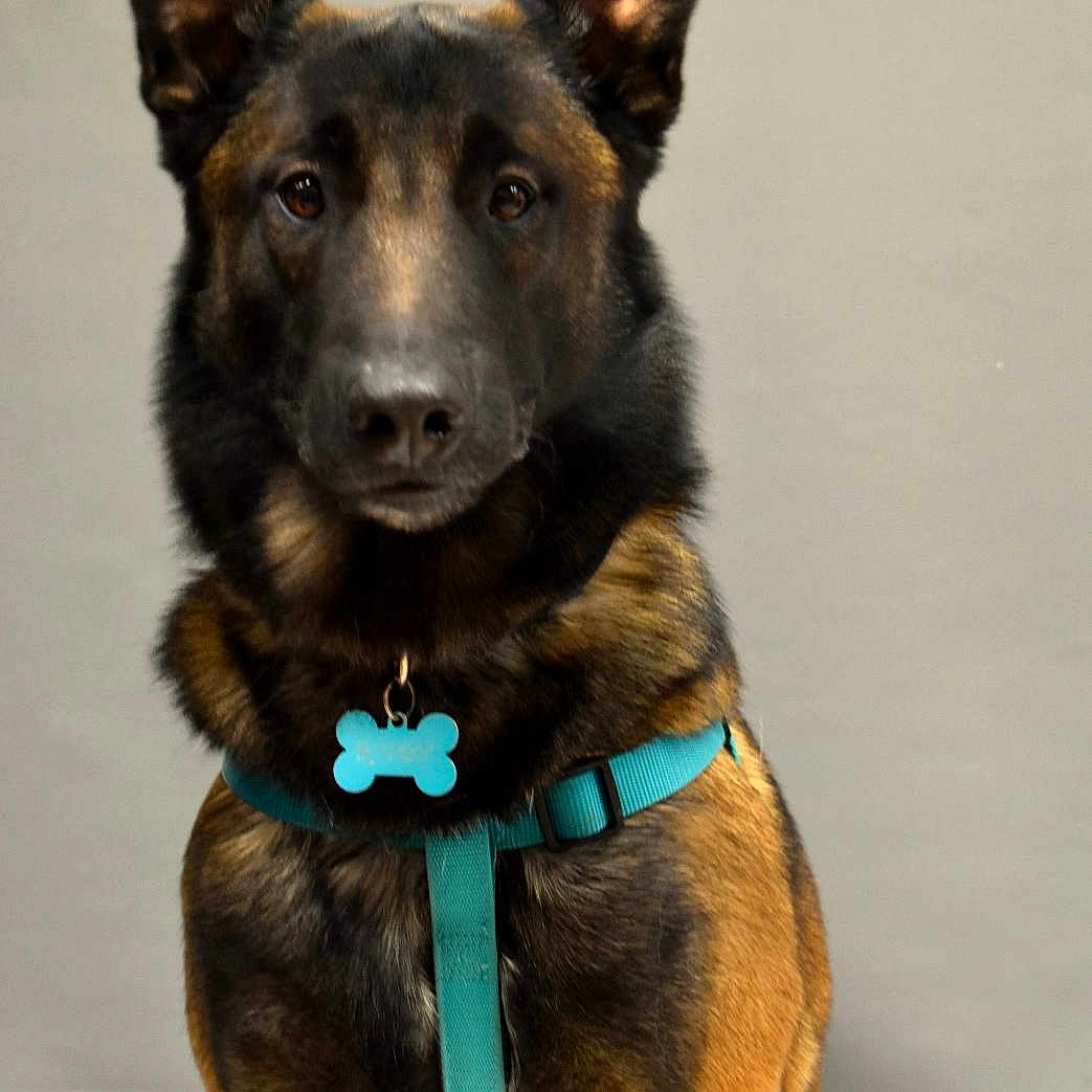 Ruby a rejoint le concours — aidez-le/la à gagner de superbes lots ! accessories, animal, canine, collar, dog, germanshepherd, pet, policedog, puppy, snout