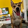 animal_portrait, blurred_background, brown_fur, canine, cute, dog, domestic_animal, ears_up, front_view, furniture, happy, household, indoor, living_room, pet, smiling, television, tongue_out, white_chest, yellow_wall