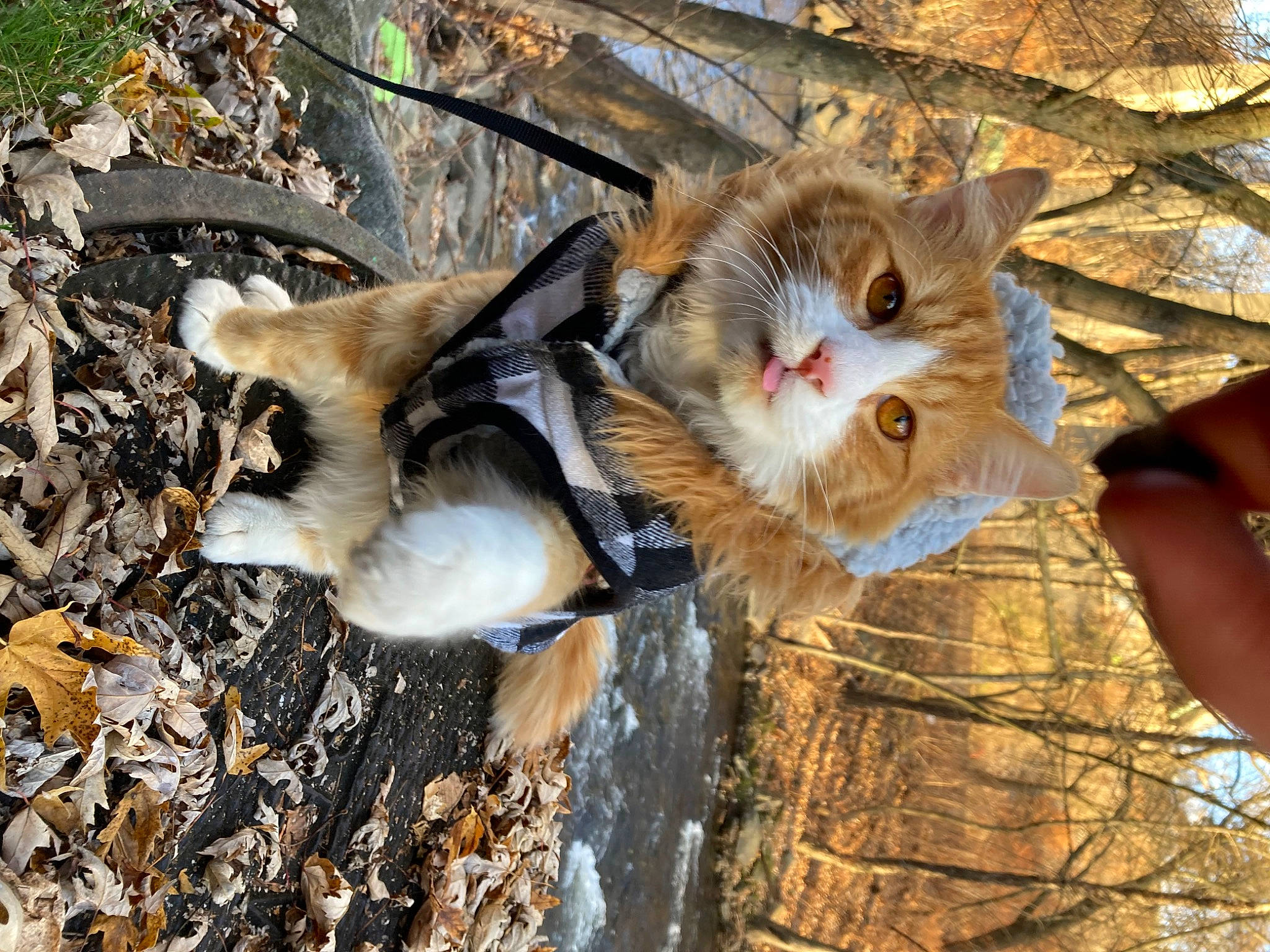 Carl joined the competition — help win amazing prizes! canidae, carnivore, cat, dog_breed, fawn, felidae, fur, grass, mammal, plant, small_to_medium_sized_cats, snout, sporting_group, tail, terrestrial_animal, trunk, twig, whiskers, wildlife, wood