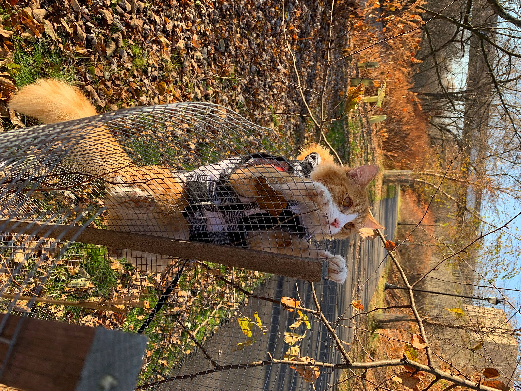 Carl joined the competition — help win amazing prizes! art, branch, deciduous, fawn, forest, grass, grass_family, landscape, leisure, outdoor_furniture, people_in_nature, plant, sunlight, tints_and_shades, tree, trunk, twig, wildlife, wood, woodland