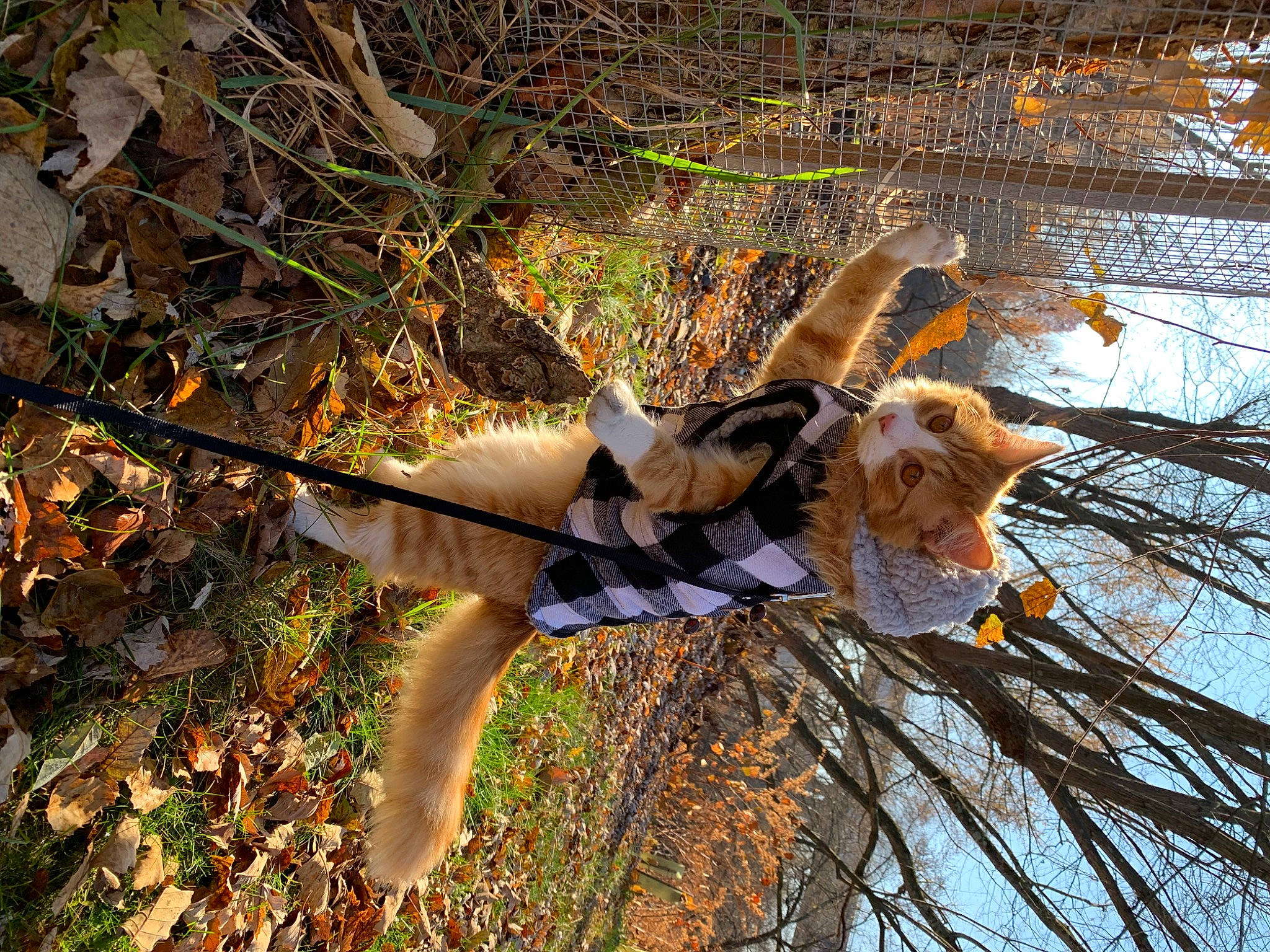 Carl joined the competition — help win amazing prizes! autumn, cg_artwork, deciduous, doll, fawn, forest, fun, fur, grass, happy, leisure, people_in_nature, plant, plant_stem, shadow, tail, tree, trunk, twig, wood