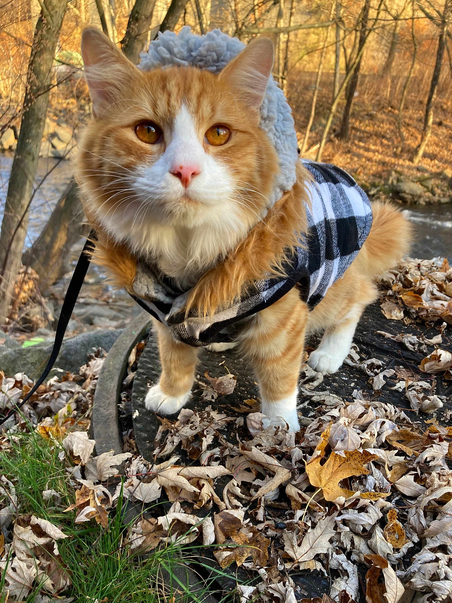 Carl