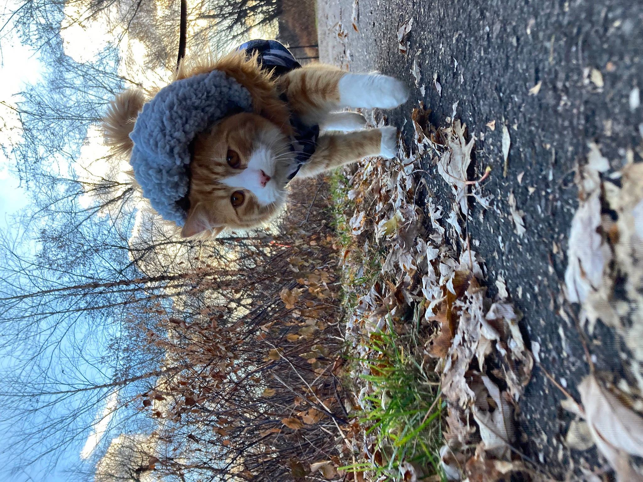 Carl joined the competition — help win amazing prizes! carnivore, cat, domestic_short_haired_cat, fawn, felidae, freezing, fur, grass, plant, plant_stem, sky, small_to_medium_sized_cats, soil, tail, tree, trunk, twig, whiskers, winter, wood