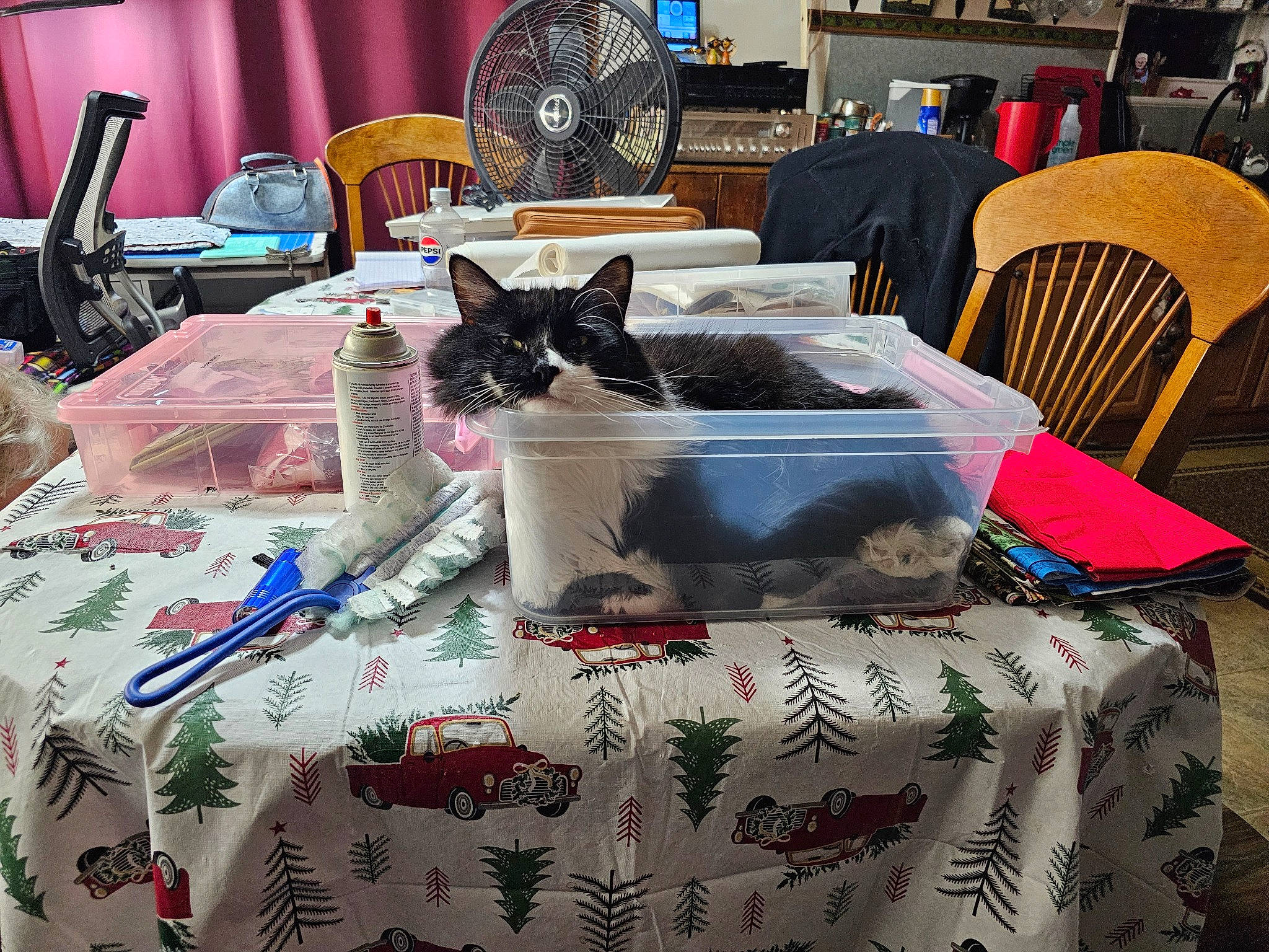 Mischief is registered to the contest to win money with this photo: black, blue, carnivore, cat, chair, comfort, felidae, furniture, interior_design, linens, outdoor_furniture, purple, rectangle, room, small_to_medium_sized_cats, table, tablecloth, tableware, textile, whiskers