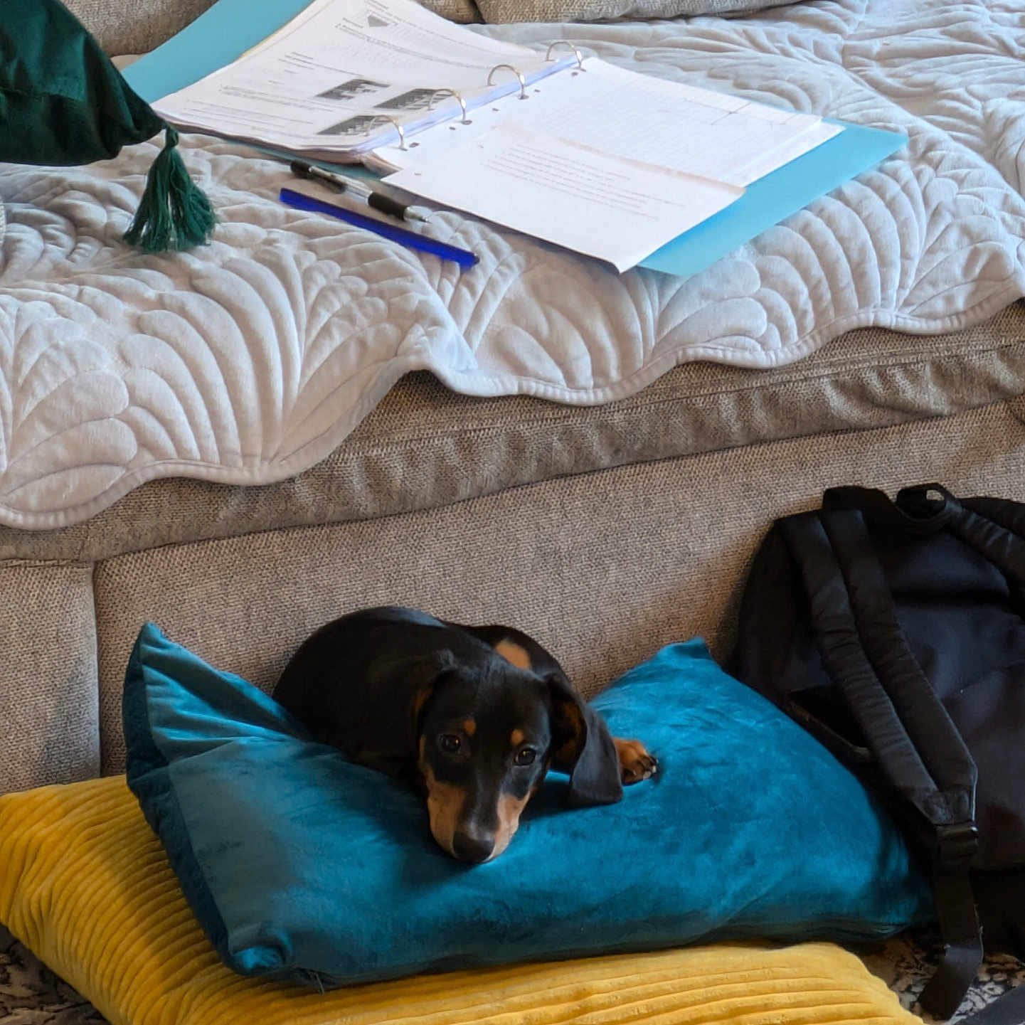 Moka a rejoint le concours — aidez-le/la à gagner de superbes lots ! animal, bag, bed, blanket, canine, couch, cushion, dog, dogbed, furniture, homedecor, hound, linen, pen, person, pet, pillow, puppy, sleeping, text