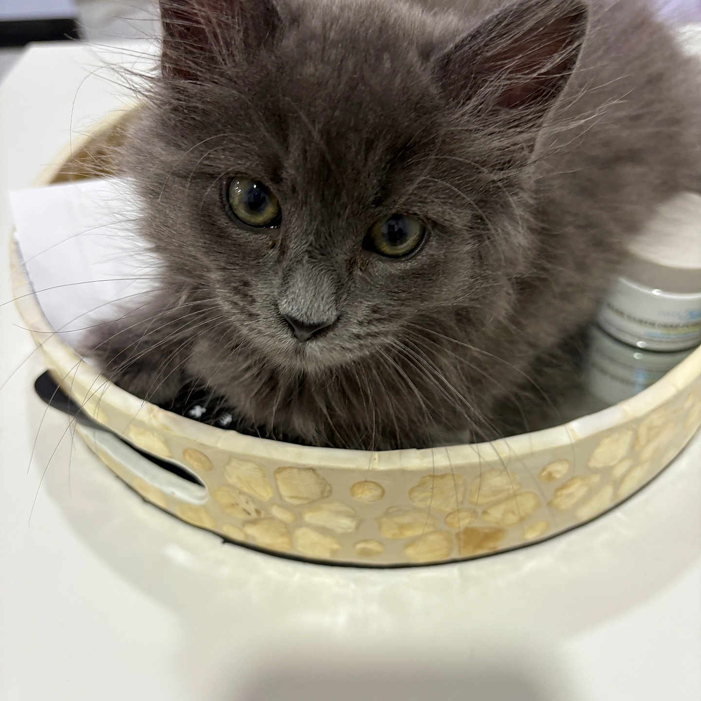 Smokey joined the competition — help win amazing prizes! animal, cat, close_up, container, cozy, curious, cute, domestic_animal, ears, eyes, furry, gray_fur, indoor, kitten, pet, resting, round_object, small, soft_texture, whiskers