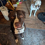 Apollo is registered to the contest to win money with this photo: dog, brown_dog, white_dog, indoor, wooden_floor, pet, animal, collar, floor, mop, fan, bowl, curious, looking_up, domestic, canine, household, room, two_dogs, floor_mat