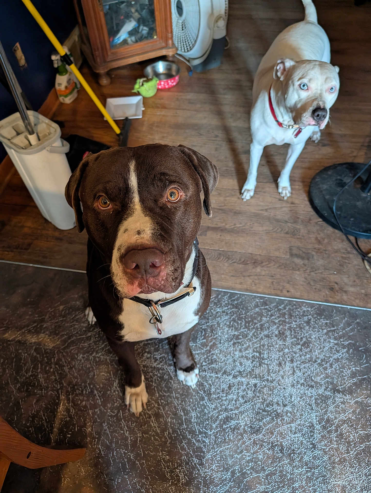 Apollo is registered to the contest to win money with this photo: dog, brown_dog, white_dog, indoor, wooden_floor, pet, animal, collar, floor, mop, fan, bowl, curious, looking_up, domestic, canine, household, room, two_dogs, floor_mat
