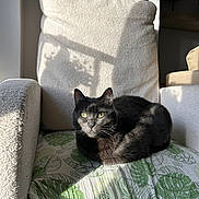 Fidèle participe au concours pour gagner de l'argent avec cette photo : cat, black_cat, green_eyes, chair, cushion, leaf_pattern, sunlight, shadow, indoor, cozy, furniture, pet, relaxing, texture, home, domestic, animal, resting, soft_light, comfortable