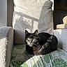cat, black_cat, green_eyes, chair, cushion, leaf_pattern, sunlight, shadow, indoor, cozy, furniture, pet, relaxing, texture, home, domestic, animal, resting, soft_light, comfortable