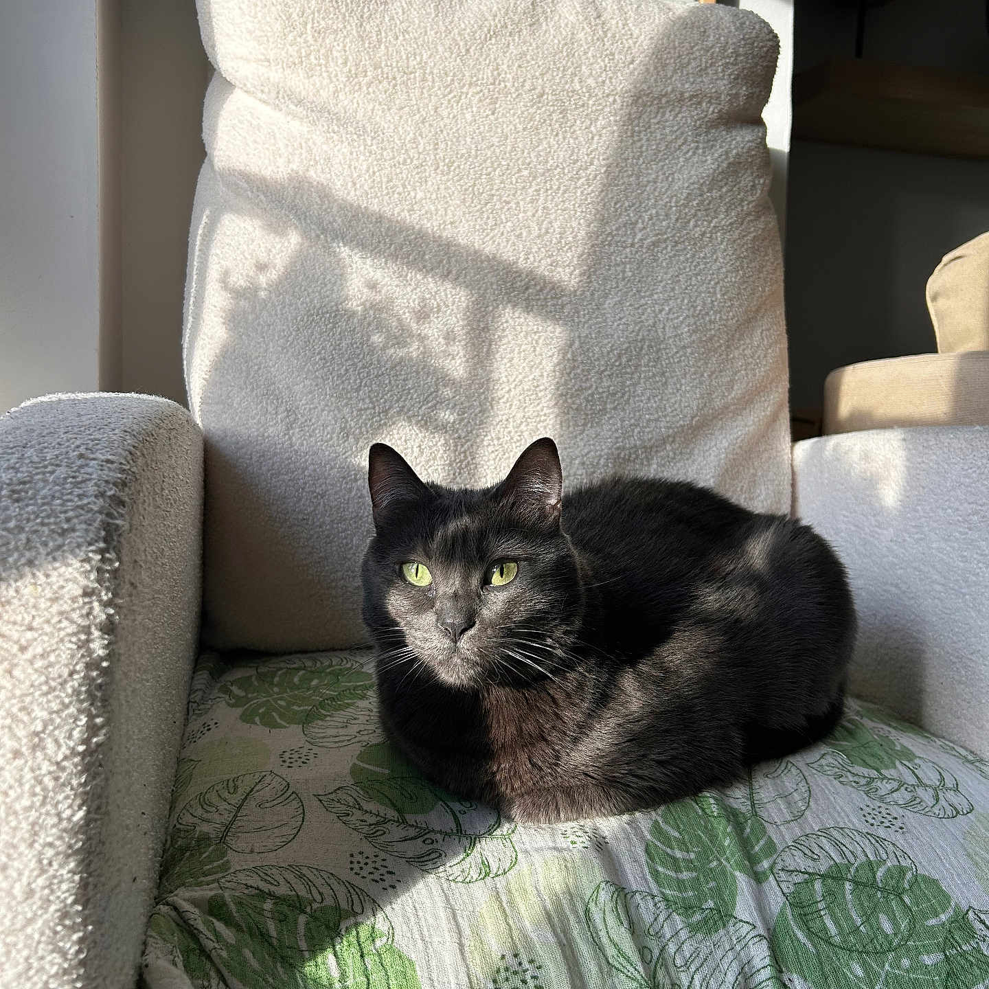 Fidèle participe au concours pour gagner de l'argent avec cette photo : cat, black_cat, green_eyes, chair, cushion, leaf_pattern, sunlight, shadow, indoor, cozy, furniture, pet, relaxing, texture, home, domestic, animal, resting, soft_light, comfortable