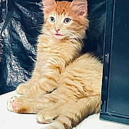 Tubby joined the competition — help win amazing prizes! adorable, animal, cat, curious, cute, domestic, feline, fluffy, fur, indoor, kitten, mammal, orange_tabby, paw, pet, relaxed, small, tail, whiskers, young