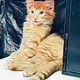 adorable, animal, cat, curious, cute, domestic, feline, fluffy, fur, indoor, kitten, mammal, orange_tabby, paw, pet, relaxed, small, tail, whiskers, young