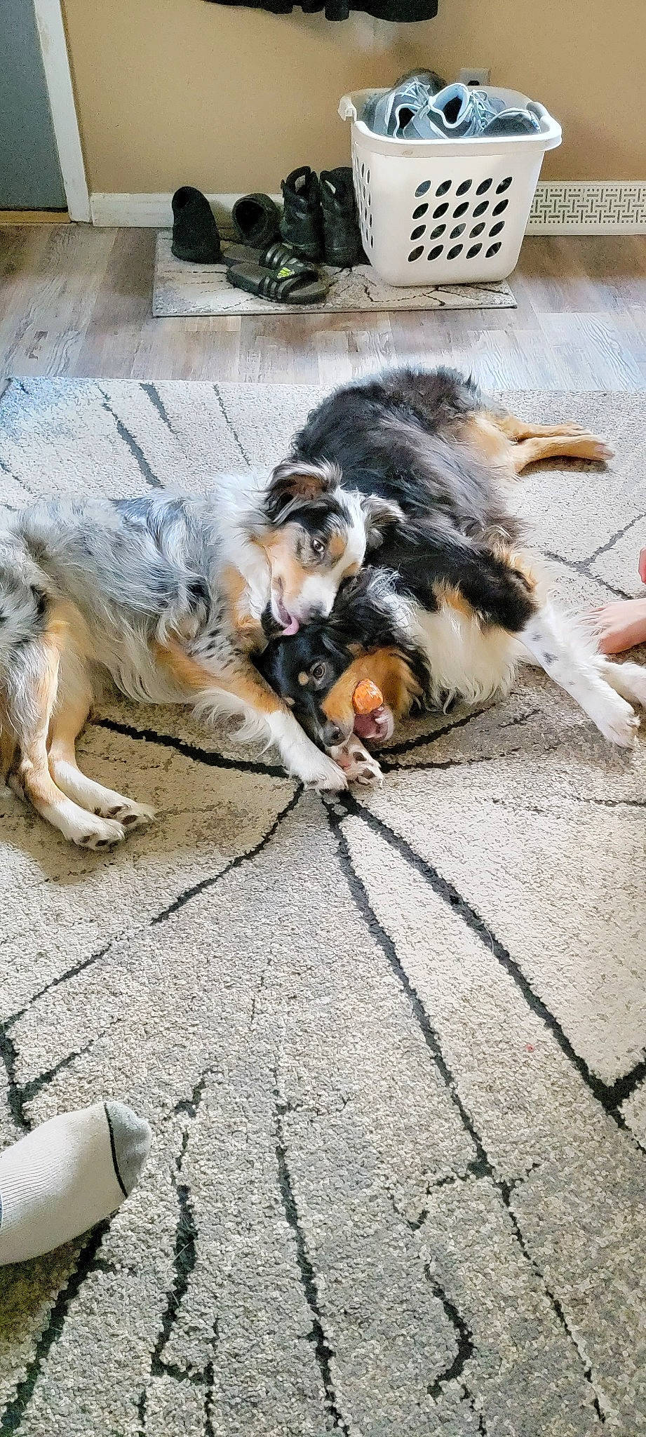 Ziggy is registered to the contest to win money with this photo: asphalt, carnivore, cat, claw, comfort, companion_dog, dog_breed, domestic_short_haired_cat, felidae, flagstone, flooring, foot, fur, human_leg, paw, road_surface, sidewalk, small_to_medium_sized_cats, tail, whiskers