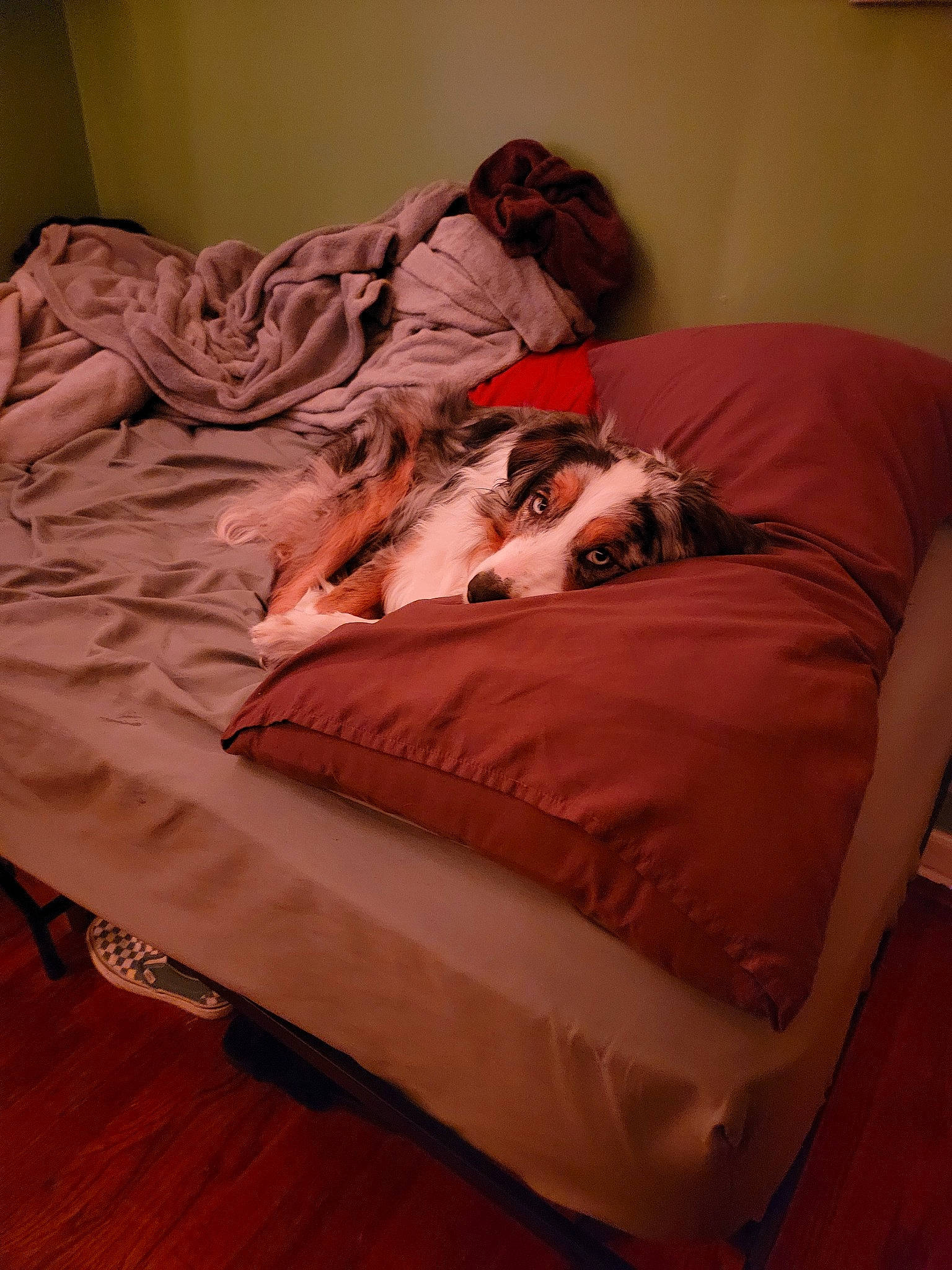 Ziggy is registered to the contest to win money with this photo: bed, bed_frame, bed_sheet, bedding, bedroom, comfort, flesh, floor, flooring, fur, hardwood, human_leg, laminate_flooring, linens, magenta, nap, peach, room, wood, wood_flooring