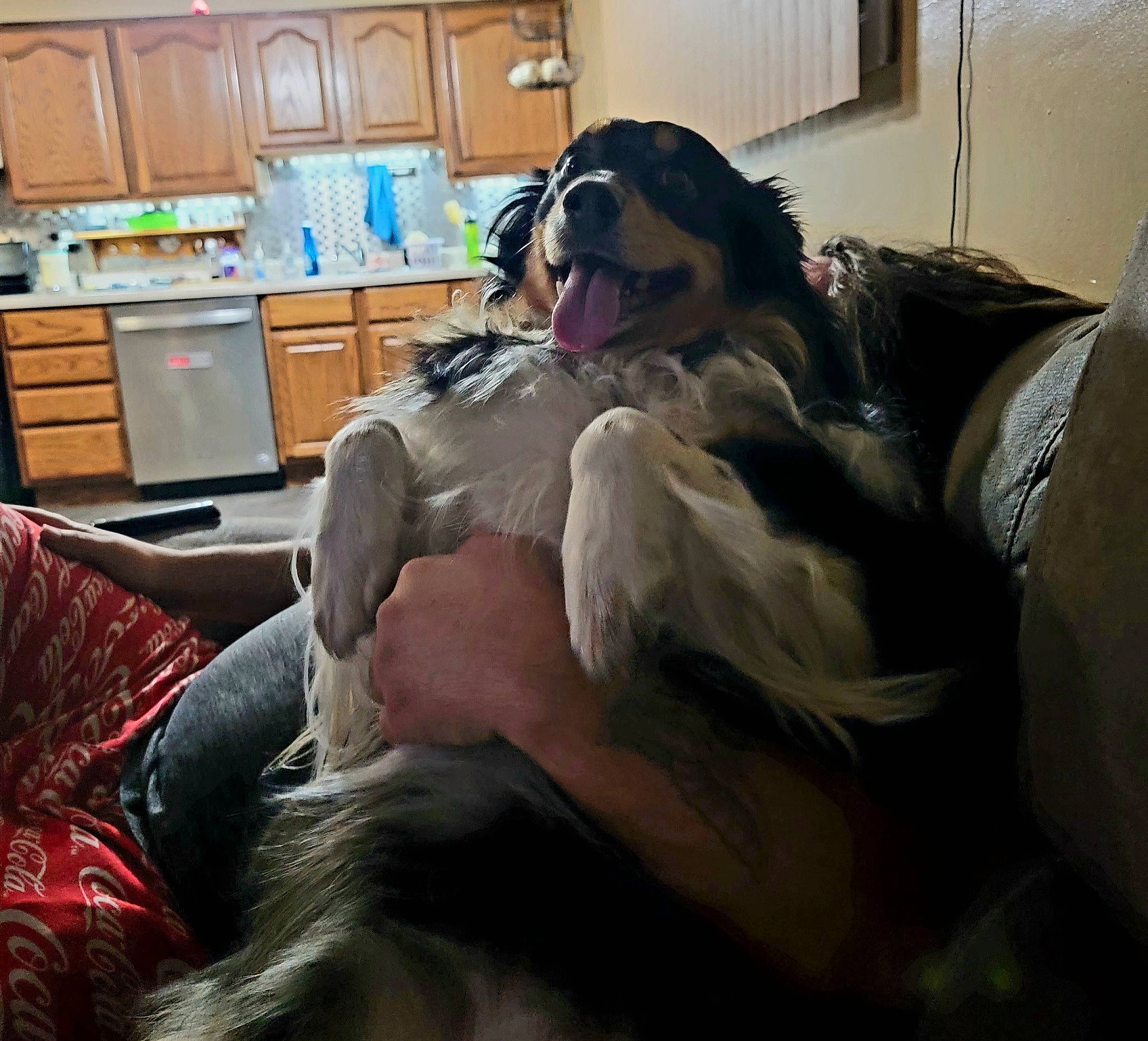 Irie joined the competition — help win amazing prizes! audio_equipment, bedroom, black_hair, comfort, companion_dog, dog_breed, eyewear, fawn, felidae, flooring, fur, linens, living_room, long_hair, mammal, selfie, sitting, sunglasses, tattoo, vision_care