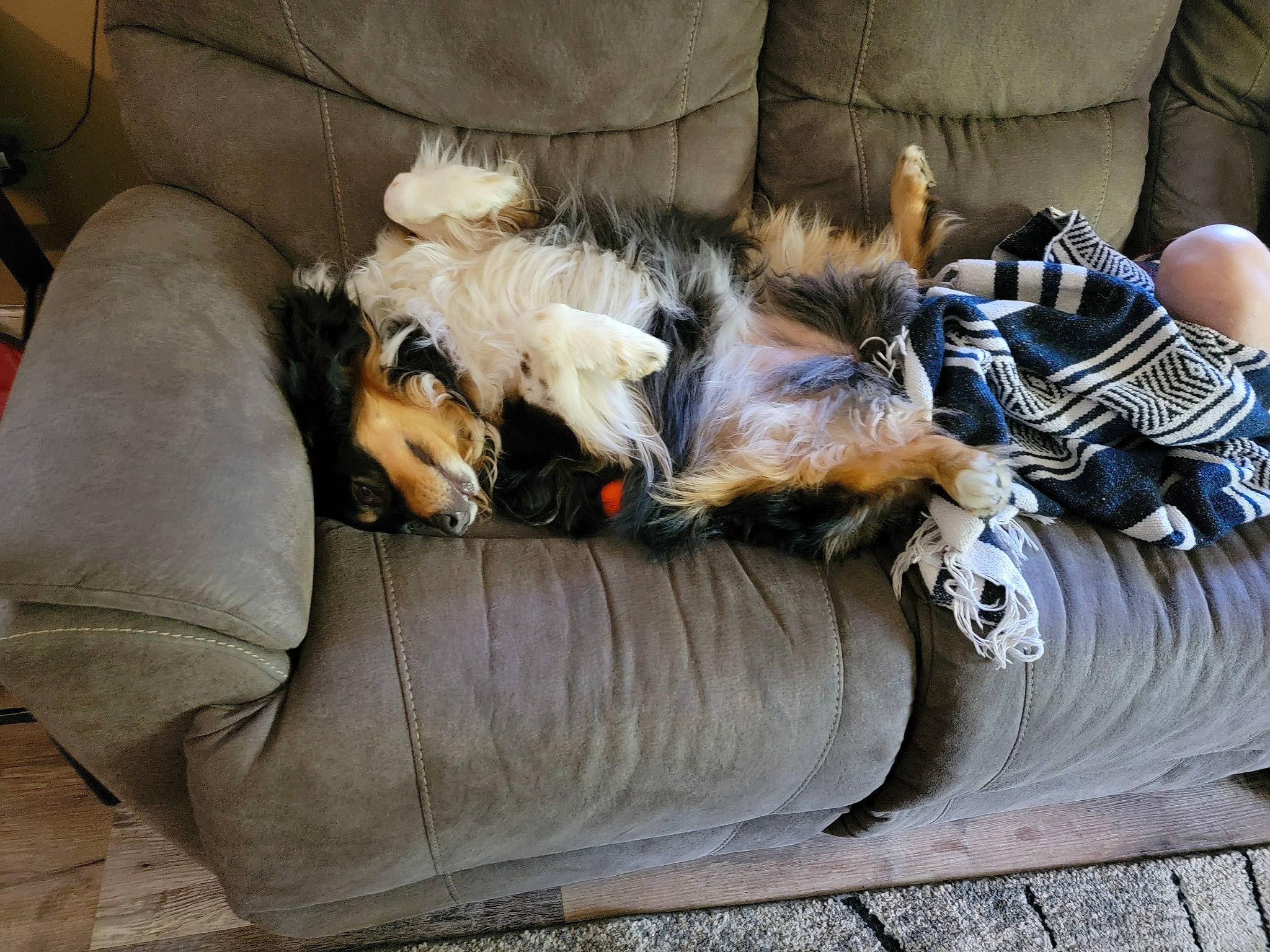 Irie is registered to the contest to win money with this photo: canidae, carnivore, comfort, companion_dog, couch, dog, dog_breed, dog_supply, fawn, felidae, fur, human_leg, living_room, nap, small_to_medium_sized_cats, sporting_group, studio_couch, tail, toy_dog, whiskers