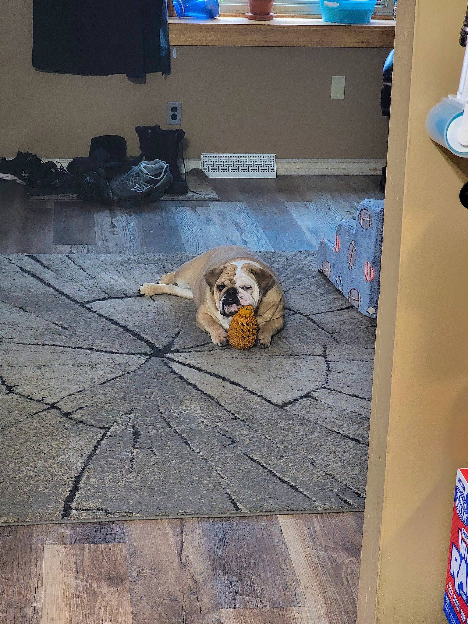 Kai joined the competition — help win amazing prizes! automotive_tire, bookcase, cabinetry, carnivore, companion_dog, dog, dog_breed, drawer, fawn, floor, flooring, hardwood, laminate_flooring, living_room, room, shelf, shelving, sporting_group, toy, wood