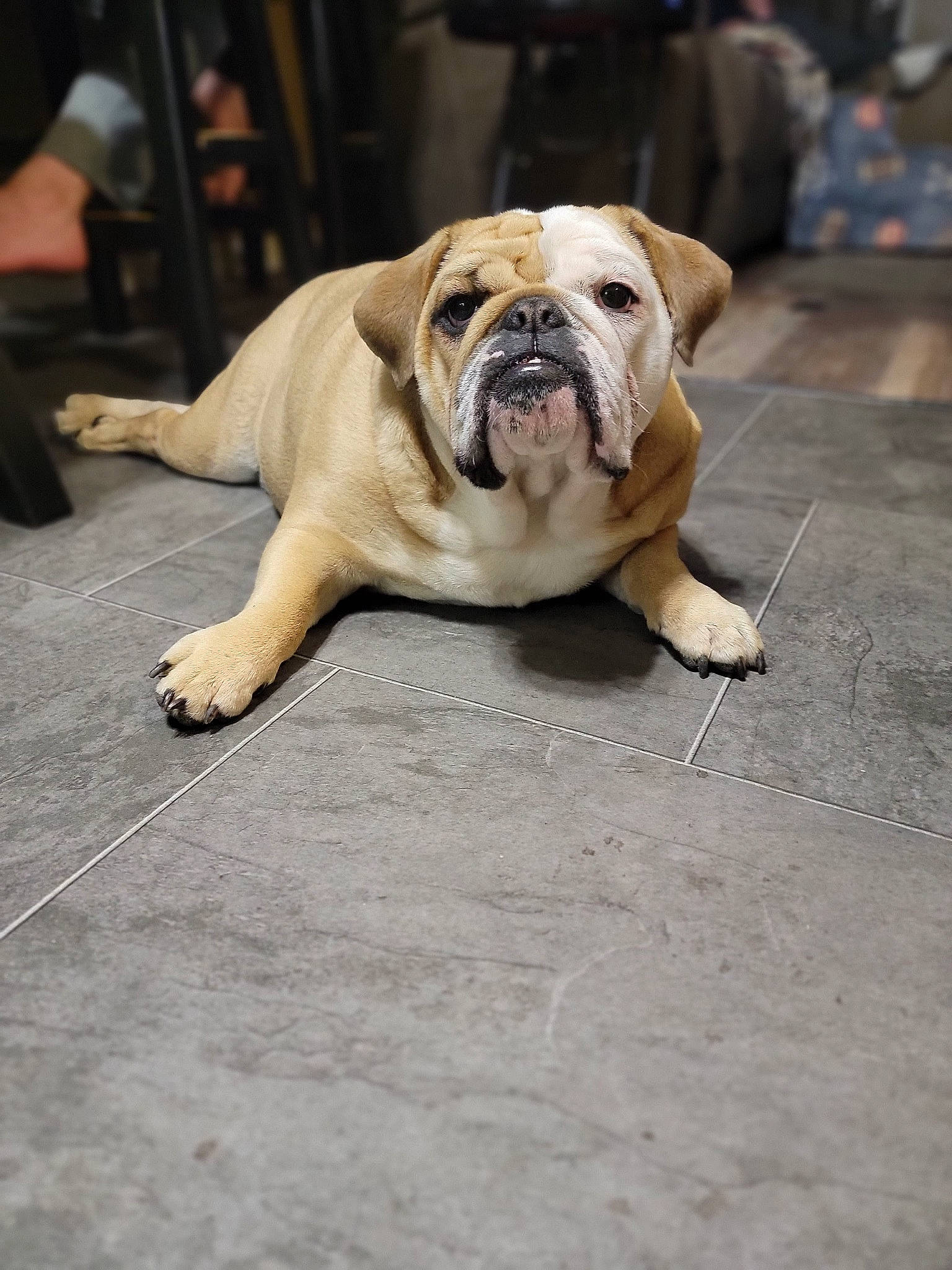 Kai joined the competition — help win amazing prizes! bulldog, carnivore, collar, companion_dog, dog, dog_breed, dog_collar, fawn, flooring, fur, molosser, non_sporting_group, road_surface, snout, sporting_group, street, toy_dog, white_english_bulldog, working_dog, wrinkle