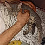 kitten, sleeping, hand, arm, blanket, stuffed_toy, bed, person, indoor, resting, feline, gray, striped, paw, comfort, cozy, relaxation, human, night, soft