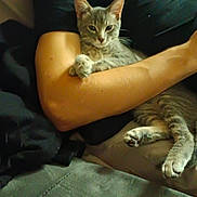 Grisouille a rejoint le concours — aidez-le/la à gagner de superbes lots ! cat, gray_tabby, person, arm, couch, blanket, indoor, relaxed, pet, feline, resting, comfort, fur, paw, clothing, human, casual, seated, cozy, living_room