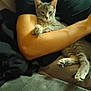 cat, gray_tabby, person, arm, couch, blanket, indoor, relaxed, pet, feline, resting, comfort, fur, paw, clothing, human, casual, seated, cozy, living_room
