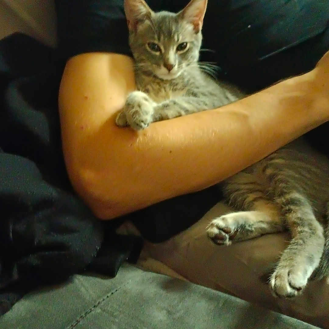 Grisouille a rejoint le concours — aidez-le/la à gagner de superbes lots ! arm, blanket, casual, cat, clothing, comfort, couch, cozy, feline, fur, gray_tabby, human, indoor, living_room, paw, person, pet, relaxed, resting, seated