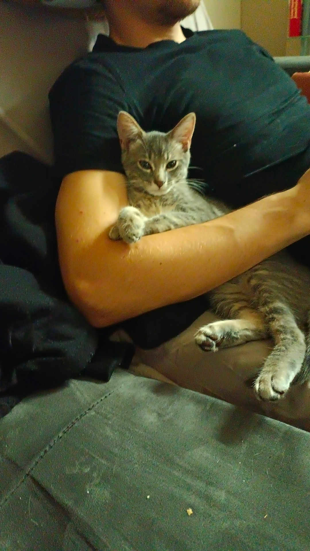 Grisouille a rejoint le concours — aidez-le/la à gagner de superbes lots ! cat, gray_tabby, person, arm, couch, blanket, indoor, relaxed, pet, feline, resting, comfort, fur, paw, clothing, human, casual, seated, cozy, living_room