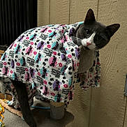 Flint is registered to the contest to win money with this photo: blanket, carpet, cat, cat_tree, curious, feline, fleece, gray_cat, green_eyes, home, indoor, patterned_blanket, pet, pink_nose, pointed_ears, portrait, scratching_post, wall, whiskers, white_markings