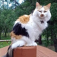 Mary Mansfield is registered to the contest to win money with this photo: bell, black_fur, calico_cat, cat, collar, feline, fluffy, garden, long_hair, nature, orange_fur, outdoors, pet, pillar, portrait, sitting, terracotta, trees, wall, white_fur