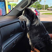 Boots is registered to the contest to win money with this photo: dog, black_and_white, car_interior, window, hand, passenger_seat, side_view, outdoor, daylight, vehicle, fur, pet, animal, looking_out, human_hand, dashboard, road, greenery, parked_car, calm