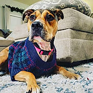 Ginger joined the competition — help win amazing prizes! dog, sweater, indoor, carpet, living_room, furniture, couch, pet, canine, brown_dog, collar, relaxed, home, cozy, portrait, animal, cute, resting, pink_collar, decor