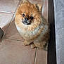 dog, pomeranian, fluffy, pet, indoor, floor, tile, cute, small_dog, brown_fur, animal, sitting, looking_up, floor_tile, cozy, home, couch, footwear, domestic, companion