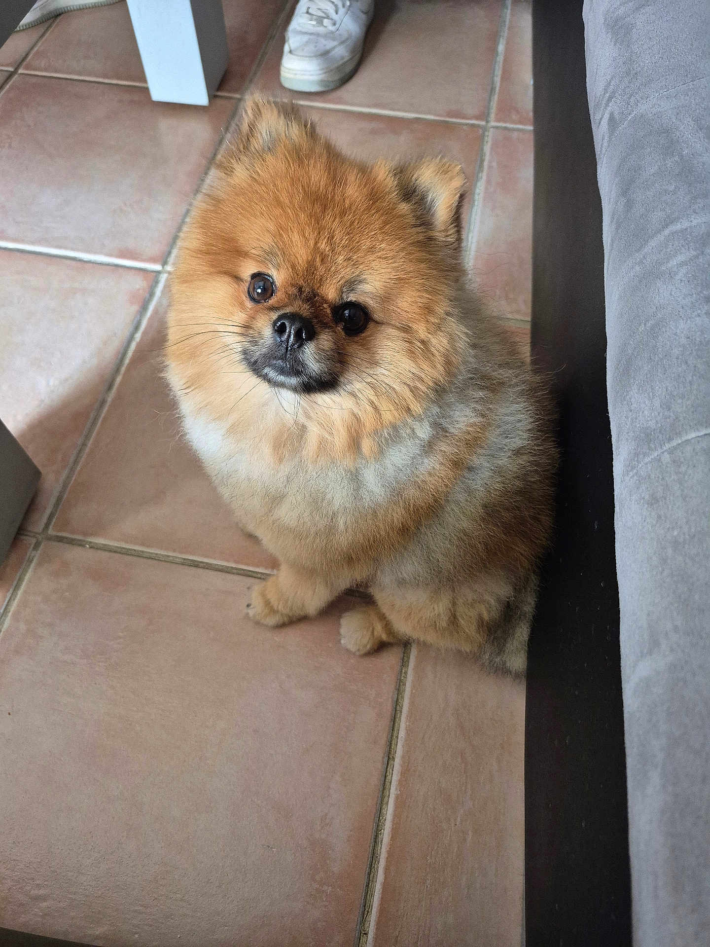 Thor participe au concours pour gagner de l'argent avec cette photo : dog, pomeranian, fluffy, pet, indoor, floor, tile, cute, small_dog, brown_fur, animal, sitting, looking_up, floor_tile, cozy, home, couch, footwear, domestic, companion