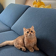 Mochi joined the competition — help win amazing prizes! animal, blue_sofa, cat, couch, cute, ears, feline, fluffy, ginger_cat, indoors, kitten, living_room, orange_cat, pet, plush_toy, portrait, sitting, tail, whiskers, window_blinds