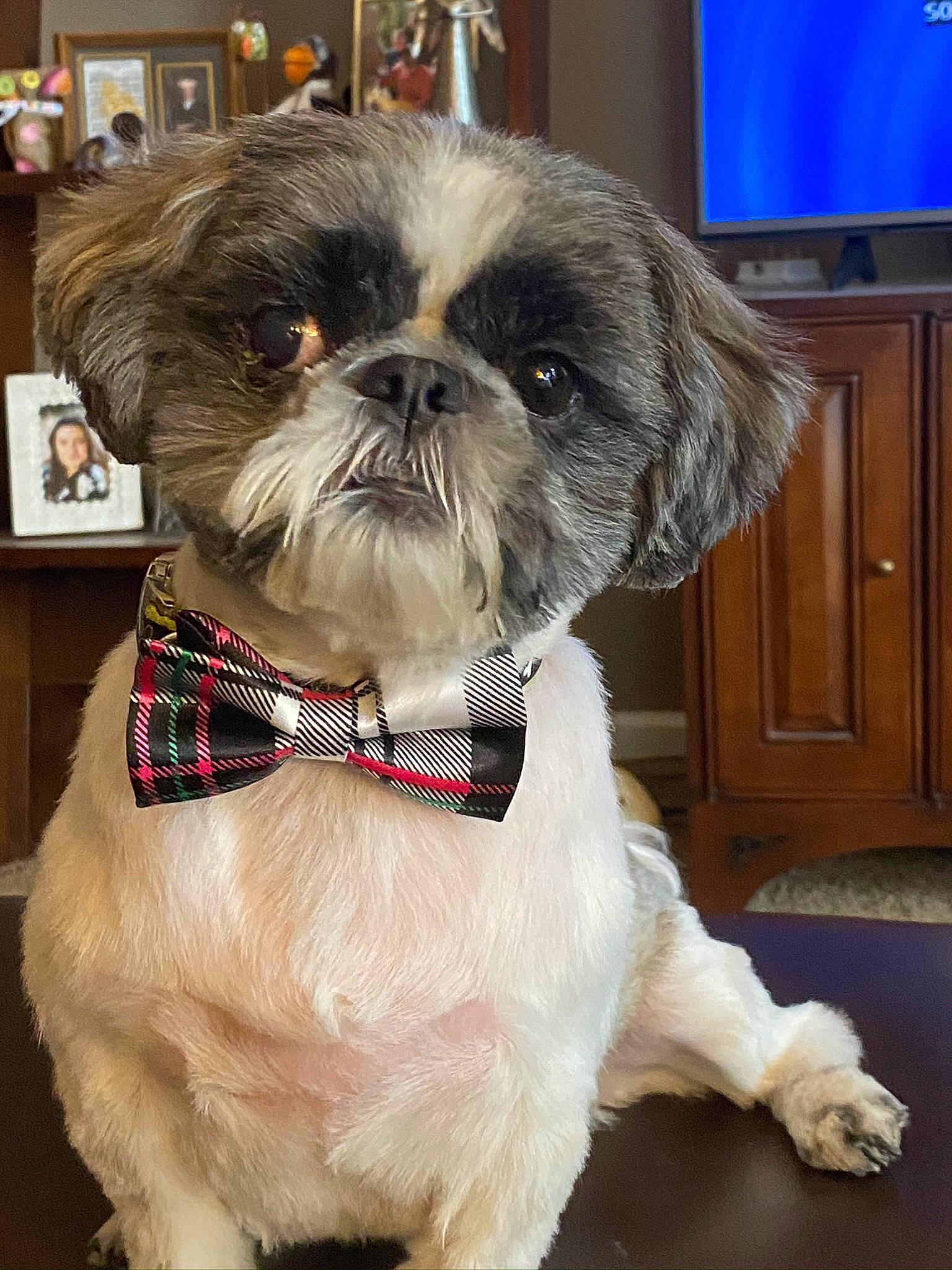 Billybob joined the competition — help win amazing prizes! blue, cabinetry, canidae, carnivore, collar, companion_dog, dog, dog_breed, dog_collar, dog_supply, fawn, fur, home_appliance, liver, pet_supply, picture_frame, snout, sporting_group, toy_dog, working_animal