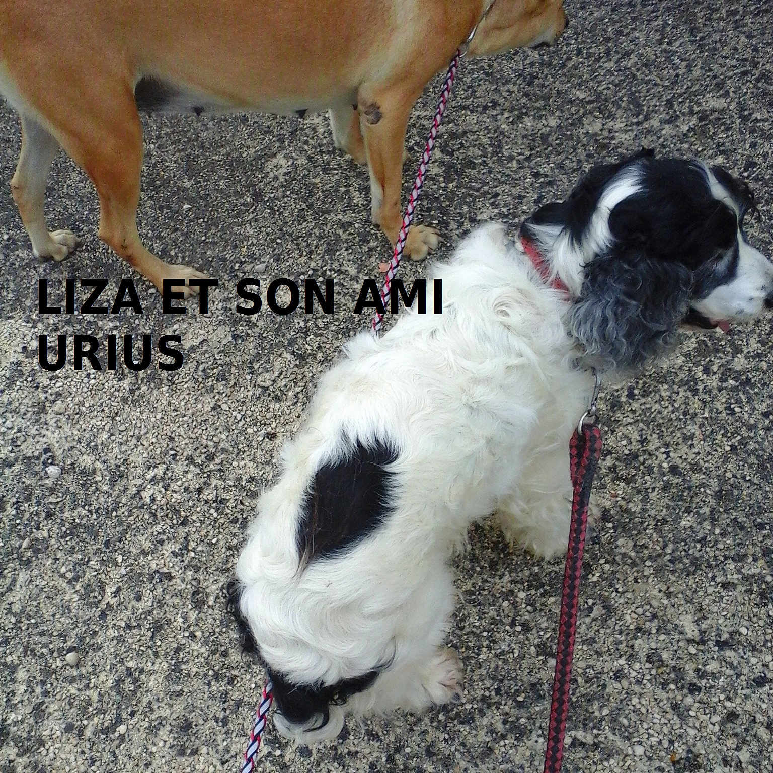 Urius