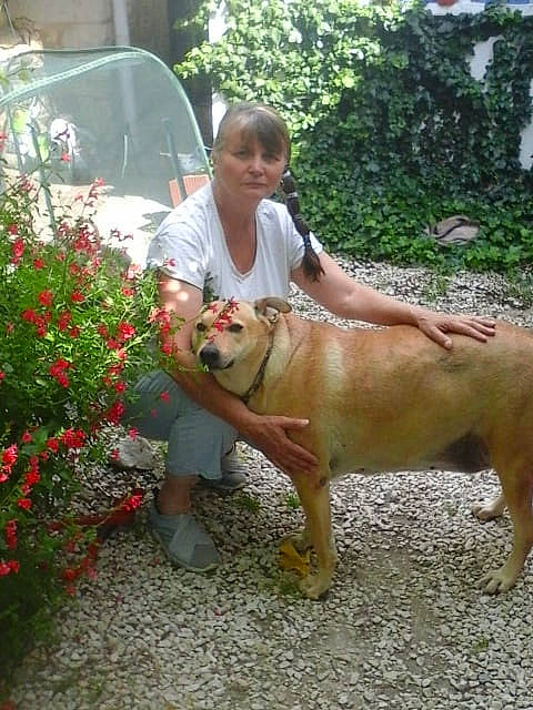 Lyza participe au concours pour gagner de l'argent avec cette photo : american_bulldog, bulldog, canidae, carnivore, dog, dog_breed, fawn, mammal, non_sporting_group, sporting_group, vertebrate