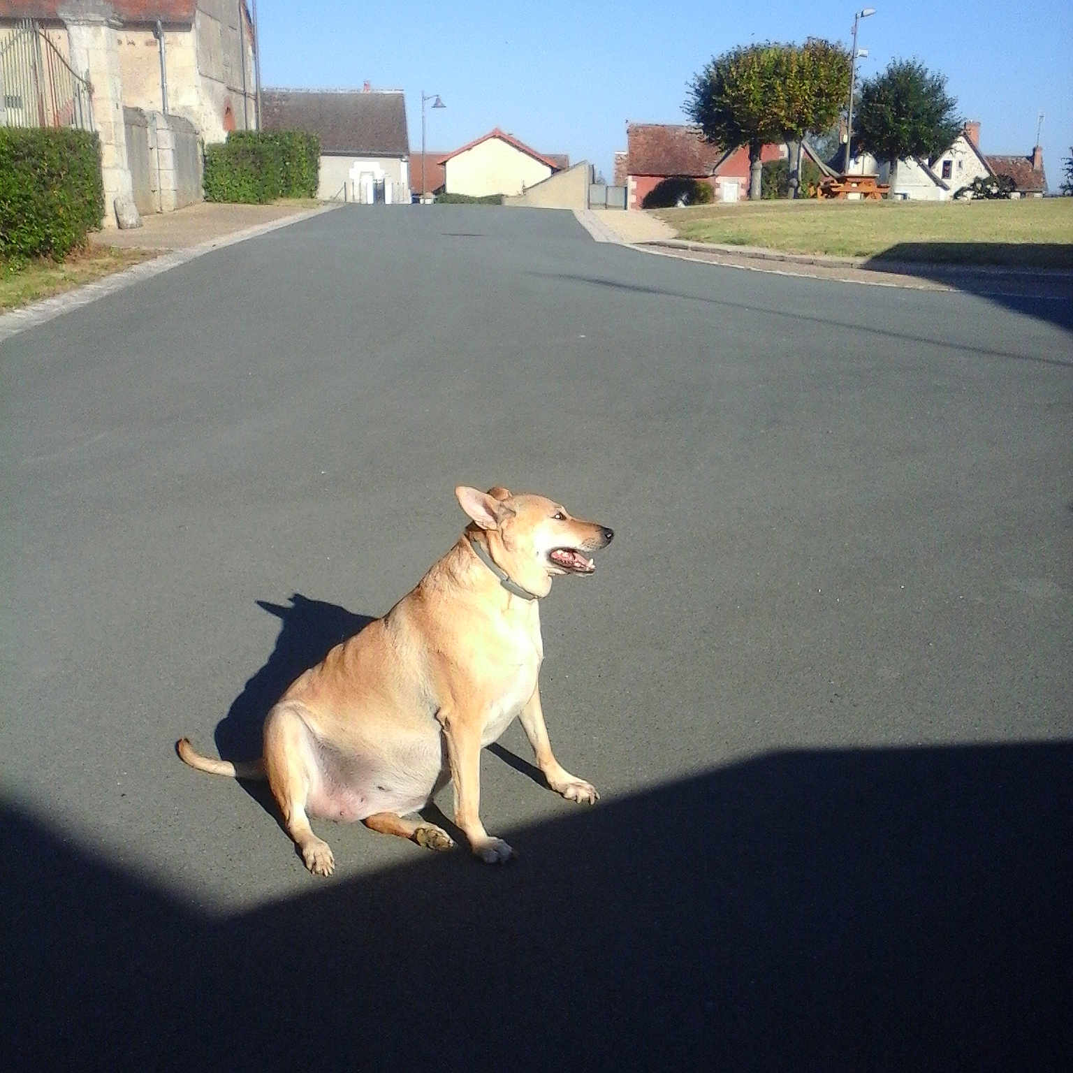 Lyza
