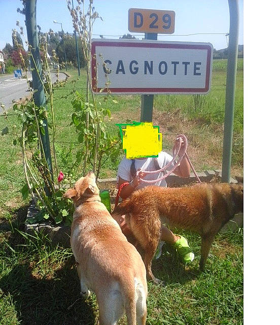 Lyza participe au concours pour gagner de l'argent avec cette photo : canidae, carnivore, dog, dog_breed, dog_walking, fawn, mammal, plant, sporting_group, tail