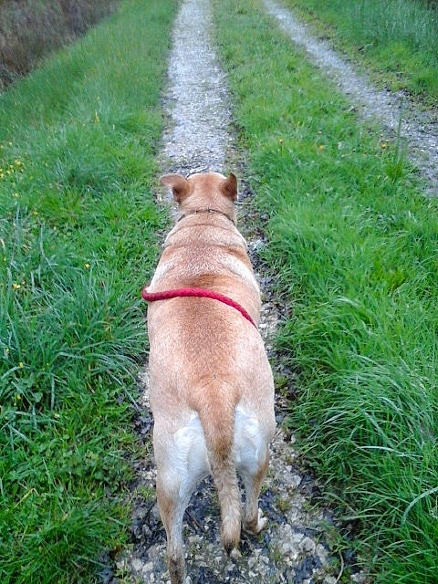 Lyza a rejoint le concours — aidez-le/la à gagner de superbes lots ! canidae, carnivore, companion_dog, dog, dog_breed, dog_walking, fawn, grass, plant, sporting_group, tail, walking