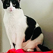 Moo Cow is registered to the contest to win money with this photo: cat, black_and_white, sitting, indoor, red_cloth, feline, pet, animal, fur, whiskers, ears, tail, alert, portrait, domestic_cat, cute, furniture, resting, looking, household