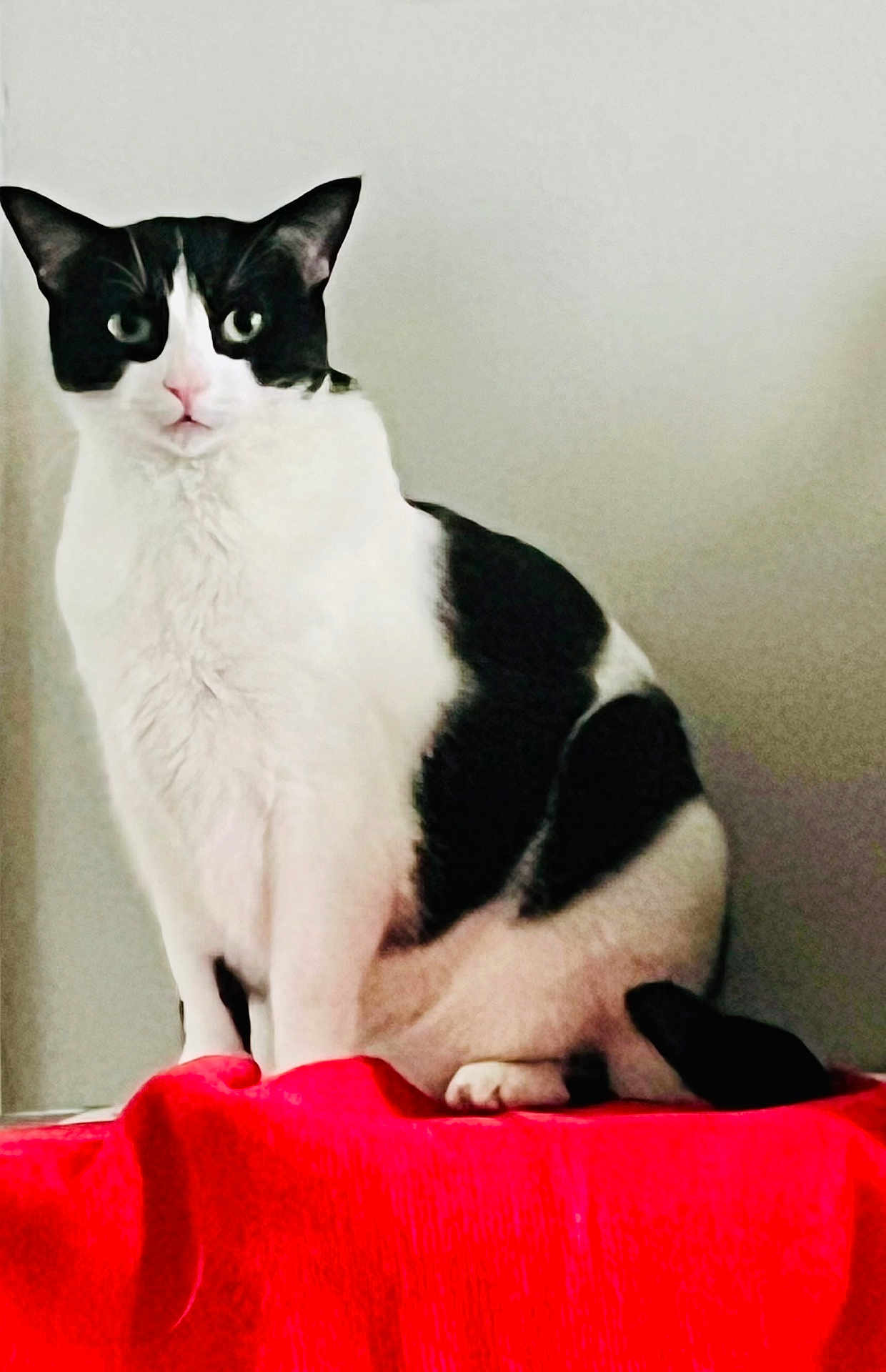 Moo Cow is registered to the contest to win money with this photo: cat, black_and_white, sitting, indoor, red_cloth, feline, pet, animal, fur, whiskers, ears, tail, alert, portrait, domestic_cat, cute, furniture, resting, looking, household