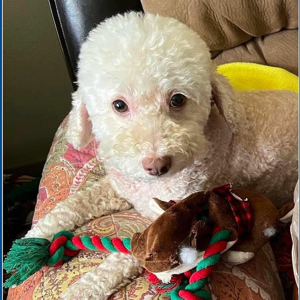 Bella joined the competition — help win amazing prizes! animal, chair, cozy, curly_fur, cushion, cute, dog, fur, home, indoor, looking_at_camera, lying_down, patterned_cushion, pet, reindeer_toy, relaxed, rope_toy, stuffed_animal, toy, white_dog