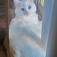 Sapphire is registered to the contest to win money with this photo: animal, blinds, blue_eyes, calm, cat, cute, domestic_cat, fluffy, fur, indoor, looking_back, natural_light, pet, pink_nose, relaxed, sitting, whiskers, white_cat, window, wooden_floor