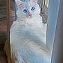 animal, blinds, blue_eyes, calm, cat, cute, domestic_cat, fluffy, fur, indoor, looking_back, natural_light, pet, pink_nose, relaxed, sitting, whiskers, white_cat, window, wooden_floor
